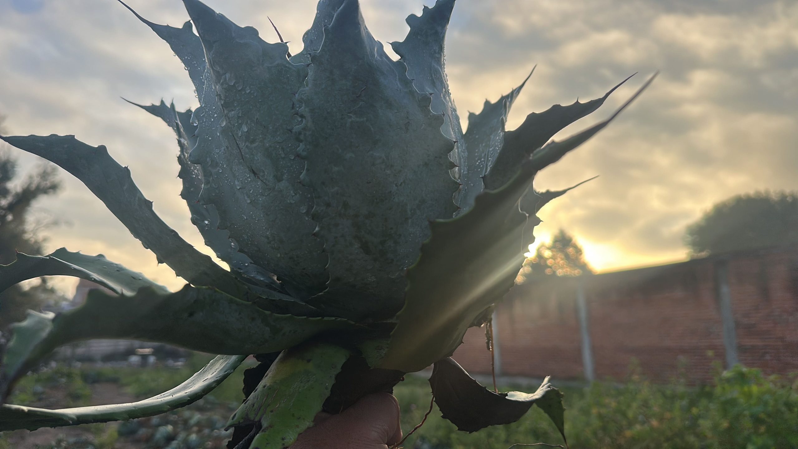 A09B2A2A-95B0-4792-89B0-5D85B8AD5703